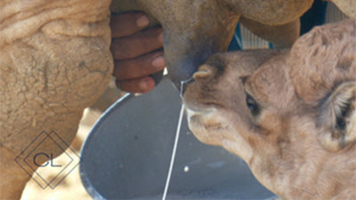 Milking a camel by hand