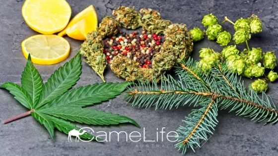 Camel Milk and Terpenes