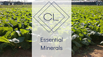 Skincare Minerals