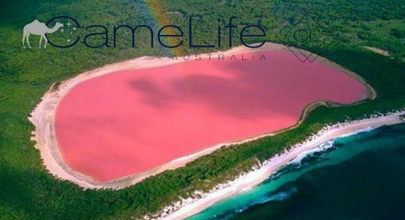 The Magic of Pink Algae!