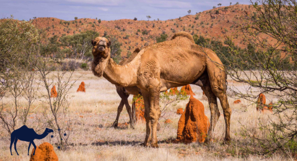 The Strange Story of Australia’s Camels
